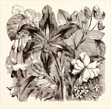 SEPTEMBER. Fuschia "Duchess of Lancaster". Philesia buxifolia. Amaryllis reticulata. Impatiens
