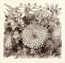 NOVEMBER. Babingtonia Camphorosma. Abutilon striatum. Erica imperialis. Chrysanthemum Sinense.