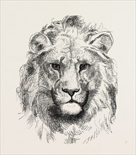 A MODERN LION