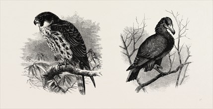 A HAWK FROM NATURE (LEFT) AND A HAWK FROM THE NATIONAL GALLERY (RIGHT)