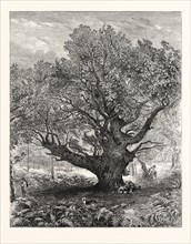 EXHIBITION OF THE ROYAL ACADEMY: "THE MONARCH OAK" PAINTED BY M. ANTHONY, 1853
