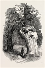 QUEEN ELIZABETH'S OAK, IN HATFIELD PARK, 1846