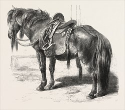 JAPANESE HORSE, 1861