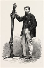 LEG OF THE DINORNIS, OR GIGANTIC BIRD OF NEW ZEALAND, 1865