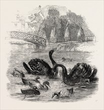 BLACK SWANS AND THEIR YOUNG, AT CULVERS, SURREY, THE SEAT OF S. GURNEY, ESQ., MP. 1859