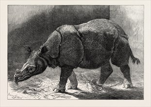 THE NEW RHINOCERUS IN THE GARDENS OF THE ZOOLOGICAL SOCIETY, 1874