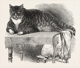 LARGE CAT, 1850. This noble specimen of the Cat is domesticated at No. 175, Oxford Street, London.