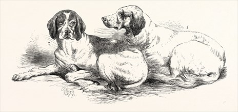 THE INTERNATIONAL DOG SHOW AT ISLINGTON: PRIZE DOGS, LONDON, UK, 1865