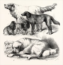 THE INTERNATIONAL DOG SHOW AT ISLINGTON: PRIZE DOGS, LONDON, UK, 1865