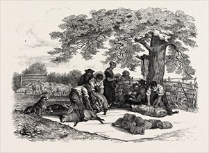 AGRICULTURAL PICTURES: SHEEP-SHEARING, 1846