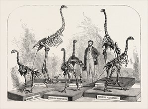 SKELETONS OF THE DINORNIS IN THE CANTERBURY MUSEUM, NEW ZEALAND, 1868