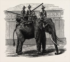A SIAMESE WAR ELEPHANT.