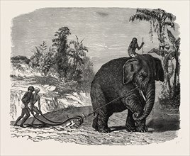 ELEPHANT PLOUGHING IN CEYLON, SRI LANKA