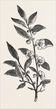 TEA PLANT (Thea viridis)