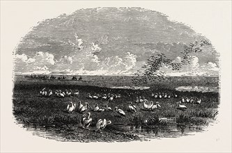 SCENE ON THE STEPPES OF THE CASPIAN