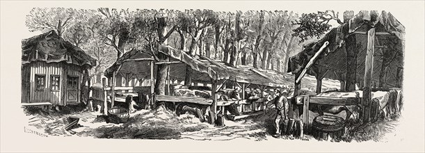 Franco-Prussian War: Refuges in the Jardin des Plantes in Paris for the nutrition of cattle, France
