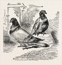 Franco-Prussian War: The famous pigeon Gambetta and Keratry