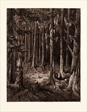 THE BURIAL-GROUND IN THE FIR-FOREST, BY GUSTAVE DORE. Gustave Dore, 1832 - 1883, French. fir tree,