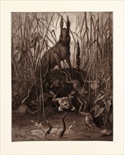 THE HARE AND THE FROGS, BY GUSTAVE DORE,  1832 - 1883, French. Engraving for Fables by Jean de la