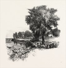 CATAWBA VINEYARD, PELEE ISLAND, CANADA, NINETEENTH CENTURY ENGRAVING