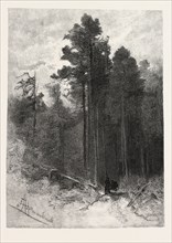 A FOREST PATHWAY, CANADA, NINETEENTH CENTURY ENGRAVING
