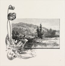 THE LOWER ST. LAWRENCE, HOME OF THE PITCHER PLANT, CANADA, NINETEENTH CENTURY ENGRAVING