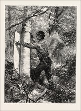 NEW BRUNSWICK, STRIPPING OR BARKING A TREE FOR TORCHES, CANADA, NINETEENTH CENTURY ENGRAVING