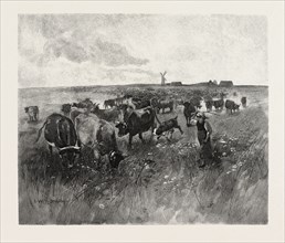 A MENNONITE GIRL HERDING CATTLE, CANADA, NINETEENTH CENTURY ENGRAVING