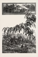 NIAGARA DISTRICT, THE FRUIT HARVEST, CANADA, NINETEENTH CENTURY ENGRAVING