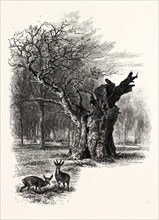 Giant Oak, near Cranbourne Tower, UK, britain, british, europe, united kingdom, great britain,