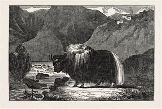 THE YAK OF THIBET