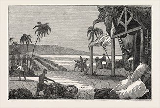 CULTIVATION OF THE COTTON PLANT, GUIANA. The Guianas, sometimes called by the Spanish loan-word