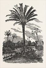 THE FAN-PALM, fan palm