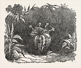 THE MELON-CACTUS, melon cactus