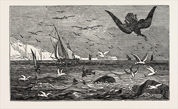 THE DOLPHIN (OR DORADO) PURSUING THE FLYING FISH