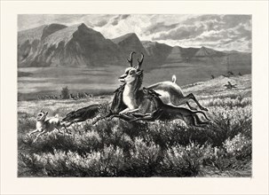 ANTELOPE-HUNTING ON THE PLAINS. W.M. CARY