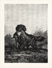 A RETRIEVER. AFTER DEIKER. a type of gun dog that retrieves game for a hunter. The retriever's