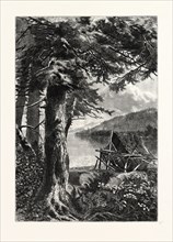 HEMLOCKS OF LAKE OTSEGO. John Augustus Hows, 1832 - 1874. USA