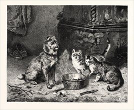 PATIENCE, dog and cats dinner.
