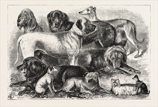 Price winners at the Alexandra Palace Dog Show, 1876, London, UK, britain, british, europe, united