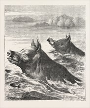 SAVING THEIR BACON, escaping, escape, engraving 1876