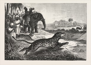 SPORT IN INDIA, HUNTING ANTELOPES WITH THE CHEETAH, ENGRAVING 1876. Antelope, animal, big cat, wild