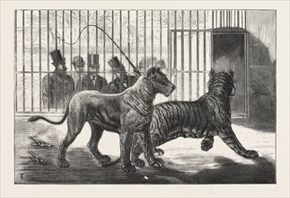 MOVING THE CARNIVORA, LIONS, TO THE NEW HOUSES AT THE ZOOLOGICAL GARDENS, LONDON, ENGRAVING 1876,