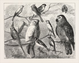 THE BIRD SHOW AT THE CRYSTAL PALACE, LONDON, ENGRAVING 1876, UK, britain, british, europe, united