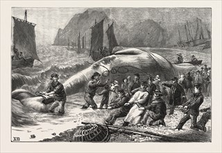 BEACHING A WHALE AT BEER, SOUTH DEVON, ENGRAVING 1876, UK, britain, british, europe, united