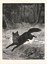 FOX-HUNTING: BREAKING COVER., FOX, HUNT, HUNTING, ENGRAVING 1876, UK, britain, british, europe,