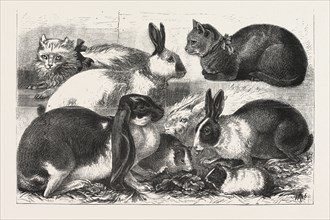 THE CAT, RABBIT, AND GUINEA-PIG SHOW AT THE ALEXANDRA PALACE, ENGRAVING 1876, UK, britain, british,