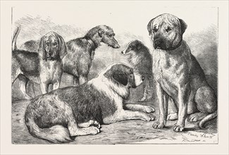 WINNERS AT THE DOG SHOW OF THE KENNEL CLUB, AT THE CRYSTAL PALACE, LONDON, Mr. E. Reynolds Ray's