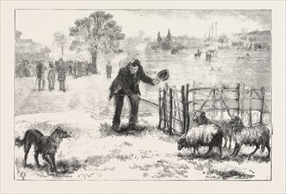 THE COLLIE DOG TRIALS AT THE ALEXANDRA PALACE,  PENNING THE SHEEP, ENGRAVING 1876, UK, britain,