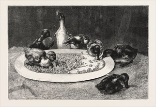 DUCKS AND GREEN PEAS, PICTURE BY J.C. DOLLMAN, ENGRAVING 1876